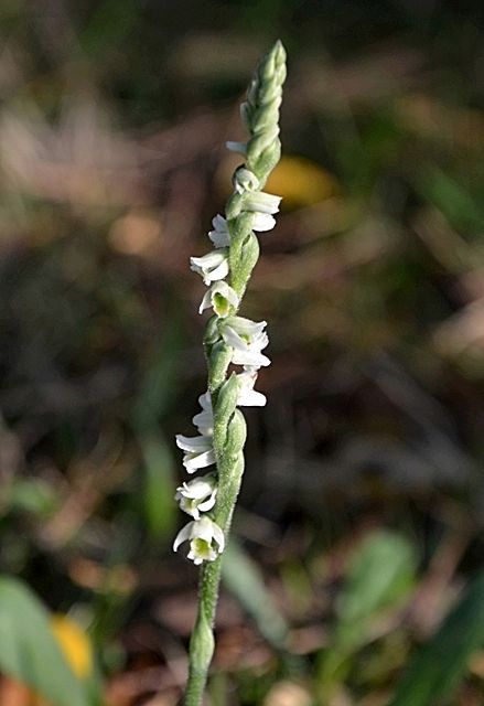 Spiranthes spiralis